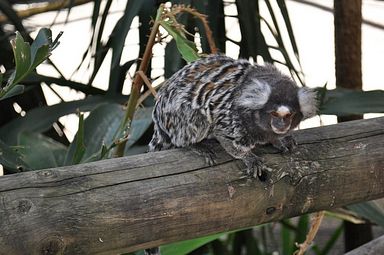 Cango Wildlife Ranch - Oudtshoorn