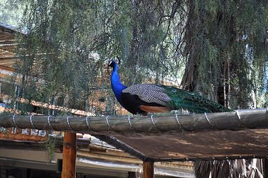 Cango Wildlife Ranch - Oudtshoorn