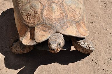 Cango Wildlife Ranch - Oudtshoorn