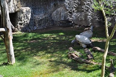 Cango Wildlife Ranch - Oudtshoorn