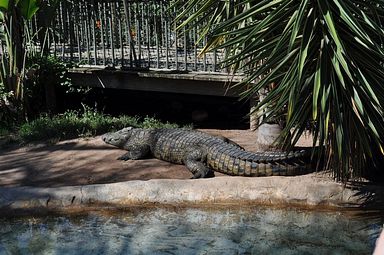 Cango Wildlife Ranch - Oudtshoorn