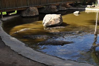 Cango Wildlife Ranch - Oudtshoorn