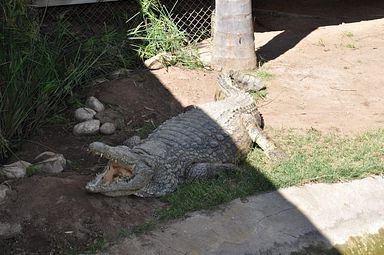 Cango Wildlife Ranch - Oudtshoorn