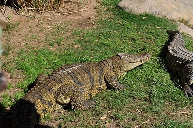 Cango Wildlife Ranch - Oudtshoorn