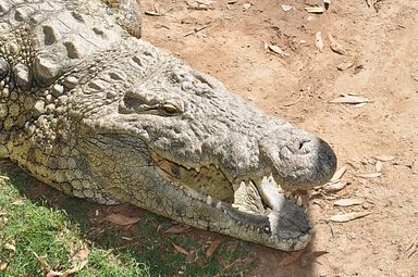 Cango Wildlife Ranch - Oudtshoorn