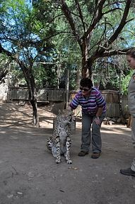 Cango Wildlife Ranch - Oudtshoorn