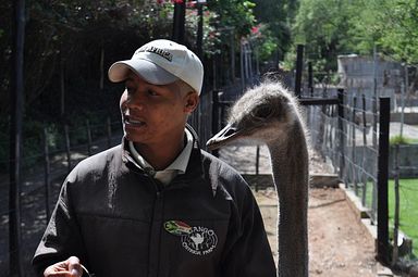 Cango Ostrich Farm - Oudtshoorn