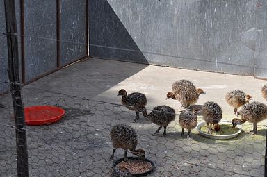 Cango Ostrich Farm - Oudtshoorn