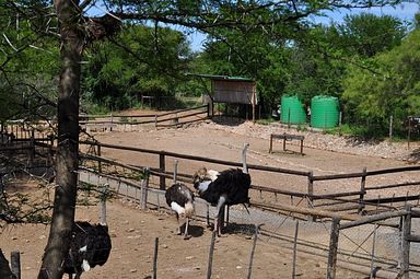 Cango Ostrich Farm - Oudtshoorn