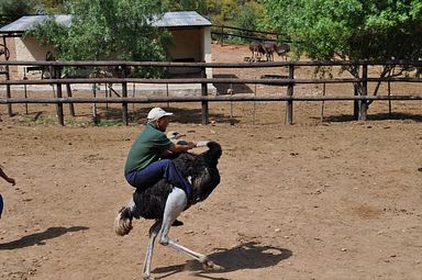 Cango Ostrich Farm - Oudtshoorn