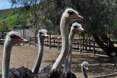 Cango Ostrich Farm - Oudtshoorn