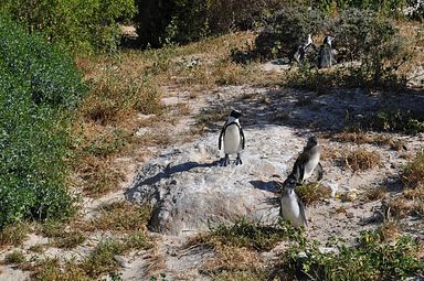 Simon's Town/Boulders