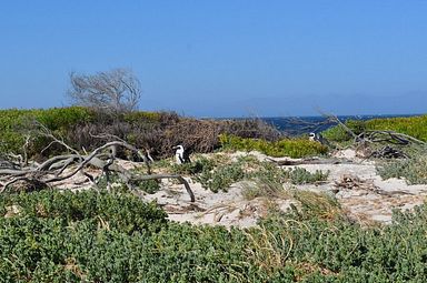 Simon's Town/Boulders