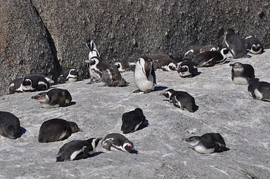 Simon's Town/Boulders