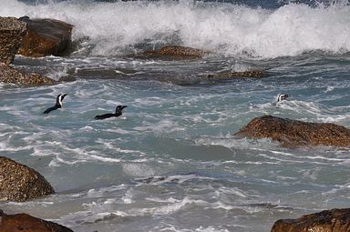 Simon's Town/Boulders