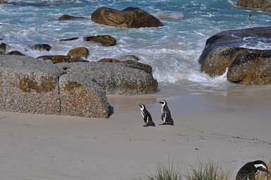 Simon's Town/Boulders