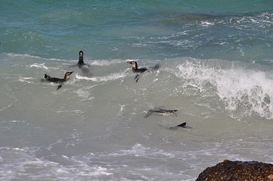 Simon's Town/Boulders