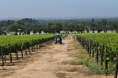 Groot Constantia Weingut