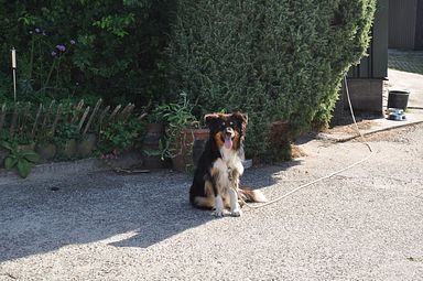 Boerderij Honswijck, Weesp