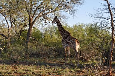 Thornybush Reservat (Greater Kruger Nationalpark)