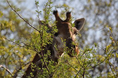 Thornybush Reservat (Greater Kruger Nationalpark)