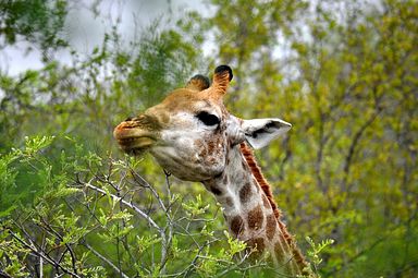 Thornybush Reservat (Greater Kruger Nationalpark)