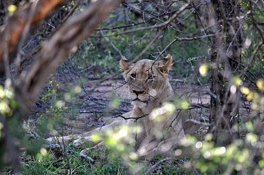 Thornybush Reservat (Greater Kruger Nationalpark)