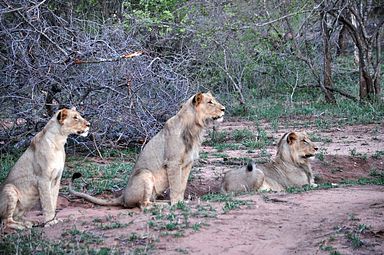 Thornybush Reservat (Greater Kruger Nationalpark)