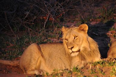 Thornybush Reservat (Greater Kruger Nationalpark)