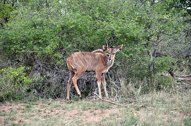 Thornybush Reservat (Greater Kruger Nationalpark)