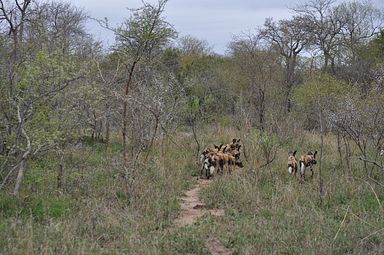 Thornybush Reservat (Greater Kruger Nationalpark)