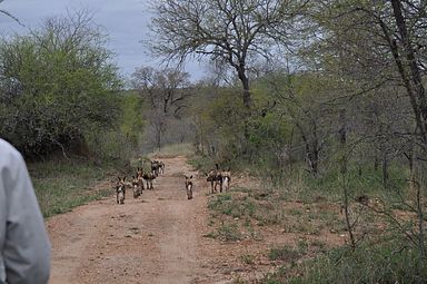 Thornybush Reservat (Greater Kruger Nationalpark)