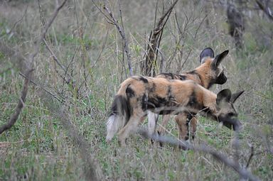 Thornybush Reservat (Greater Kruger Nationalpark)