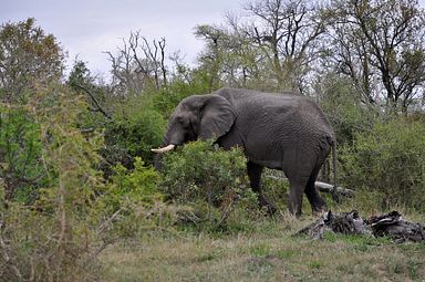 Thornybush Reservat (Greater Kruger Nationalpark)