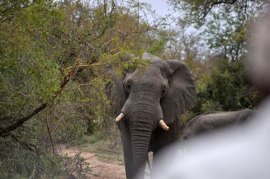 Thornybush Reservat (Greater Kruger Nationalpark)