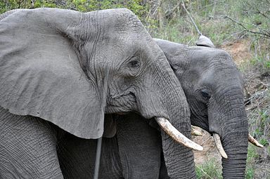 Thornybush Reservat (Greater Kruger Nationalpark)