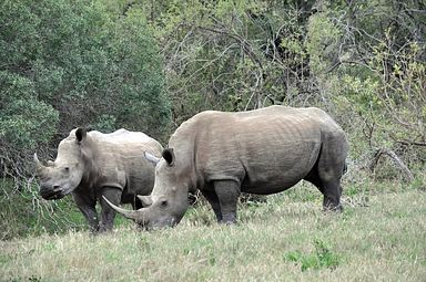 Thornybush Reservat (Greater Kruger Nationalpark)