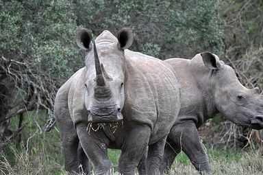 Thornybush Reservat (Greater Kruger Nationalpark)