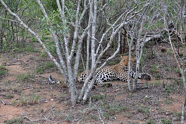 Thornybush Reservat (Greater Kruger Nationalpark)