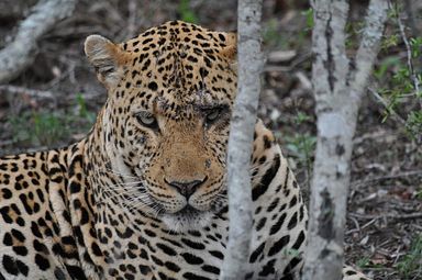 Thornybush Reservat (Greater Kruger Nationalpark)