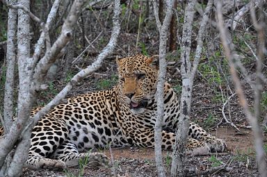 Thornybush Reservat (Greater Kruger Nationalpark)