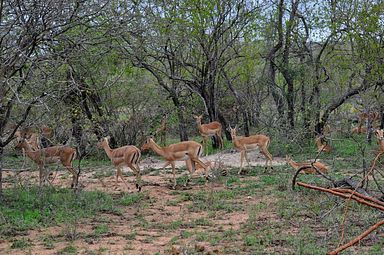 Thornybush Reservat (Greater Kruger Nationalpark)