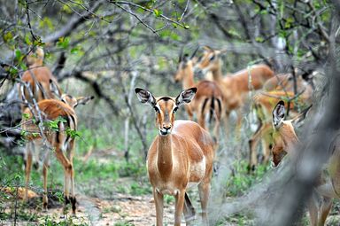 Thornybush Reservat (Greater Kruger Nationalpark)