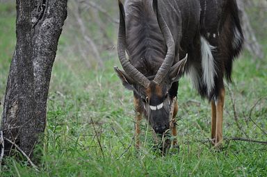 Thornybush Reservat (Greater Kruger Nationalpark)