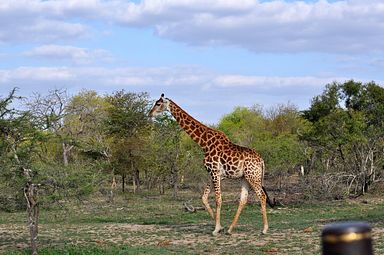 Thornybush Reservat (Greater Kruger Nationalpark)