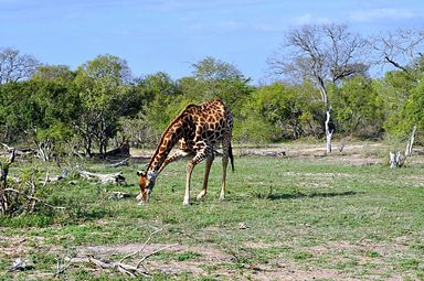 Thornybush Reservat (Greater Kruger Nationalpark)