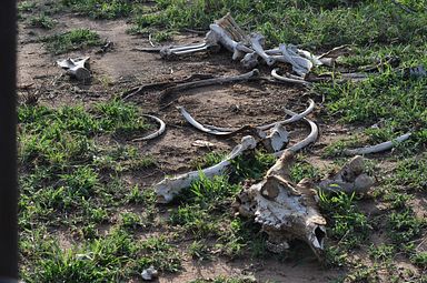 Thornybush Reservat (Greater Kruger Nationalpark)