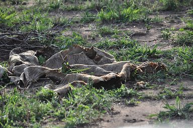 Thornybush Reservat (Greater Kruger Nationalpark)