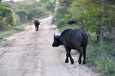 Thornybush Reservat (Greater Kruger Nationalpark)