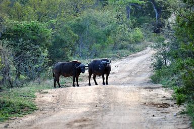 Thornybush Reservat (Greater Kruger Nationalpark)